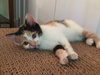 Allie (bonded with sister April)