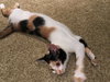 Allie (bonded with sister April)