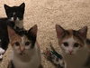Allie (bonded with sister April)