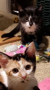 Allie (bonded with sister April)
