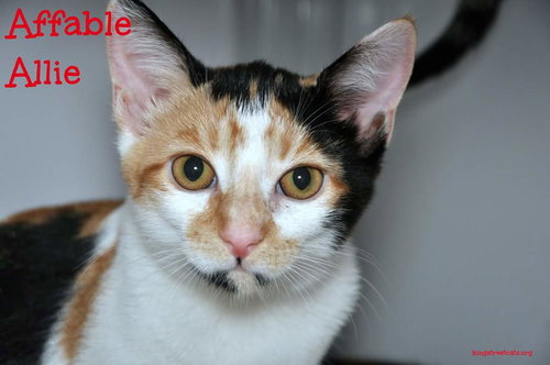 Allie (bonded with sister April)