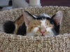 Allie (bonded with sister April)