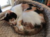 Allie (bonded with sister April)