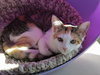 Allie (bonded with sister April)