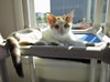 Allie (bonded with sister April)