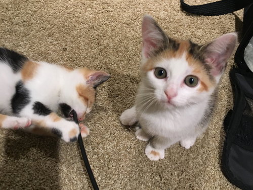 April (bonded with sister Allie)
