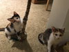 April (bonded with sister Allie)