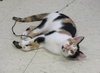 April (bonded with sister Allie)