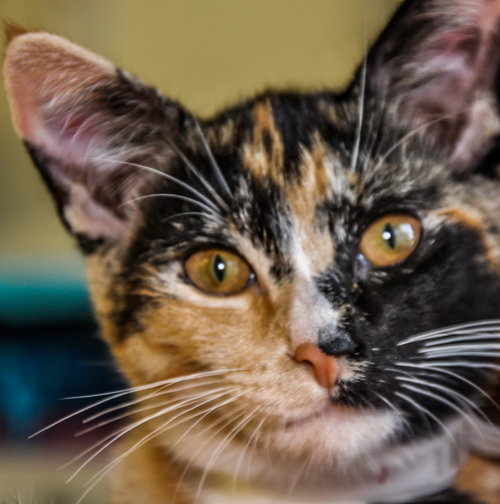 Keva (bonded with Nola)