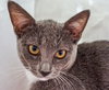 Keva (bonded with Nola)