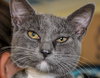 Keva (bonded with Nola)