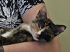 Keva (bonded with Nola)