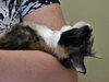 Keva (bonded with Nola)