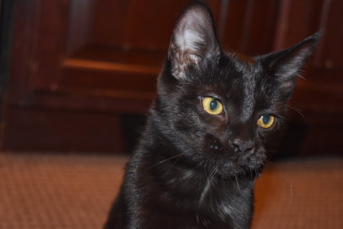 Arabia (bonded w/ Aegean)