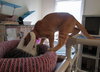 Kiki (bonded w/ Tyranic)