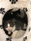 Chase - bonded with Rondo