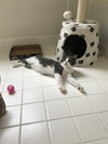 Chase - bonded with Rondo