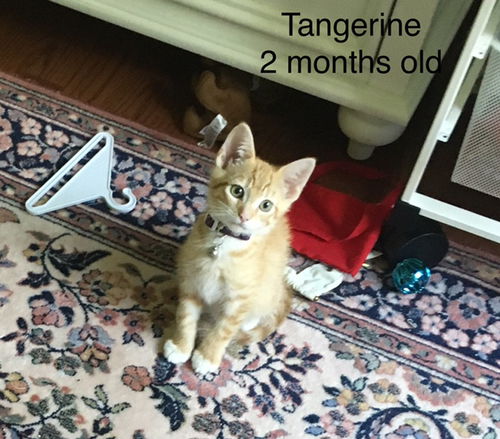 Tangerine (bonded w/ Persimmon)