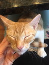 Sam (bonded w/ Geo)