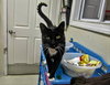Pop Tucker (front declawed)