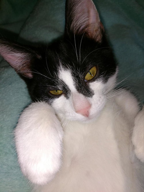 Crepe (bonded with Pancake)