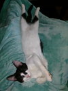 Crepe (bonded with Pancake)