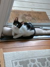 Crepe (bonded with Pancake)