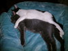 Crepe (bonded with Pancake)