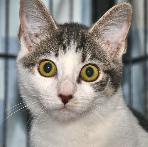 Oliver 2017 #2 (bonded with Rufus)
