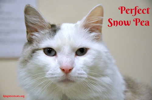 Snow Pea