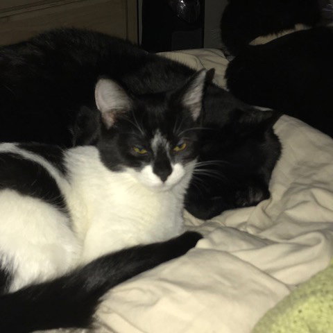 Sundae (bonded w/ Bon Bon)