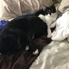 Sundae (bonded w/ Bon Bon)
