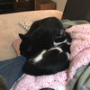 Sundae (bonded w/ Bon Bon)