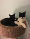 Sundae (bonded w/ Bon Bon)