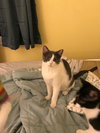 Cobbler (bonded with Brule)