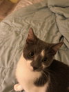 Cobbler (bonded with Brule)