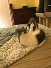 Cobbler (bonded with Brule)