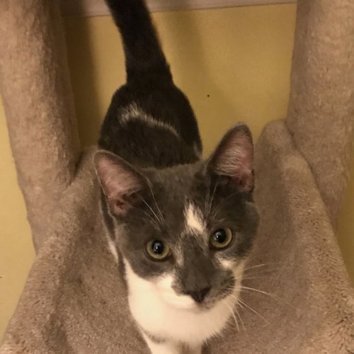 Cobbler (bonded with Brule)