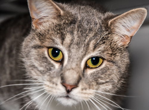 Carter (FIV+ and Positively Adoptable!)