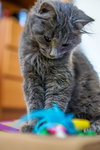 Shelby (bonded with Shawn)