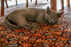 Shelby (bonded with Shawn)