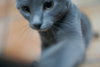Shelby (bonded with Shawn)