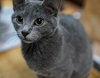 Shelby (bonded with Shawn)