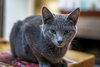 Shelby (bonded with Shawn)