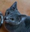 Shelby (bonded with Shawn)