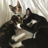 Aspen (bonded w/ Oakley)