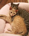 Mitte & Marissa (special needs bonded kittens)