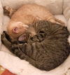 Mitte & Marissa (special needs bonded kittens)