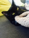 Eloise (bonded with Rhonda, kitten sisters)