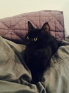Eloise (bonded with Rhonda, kitten sisters)